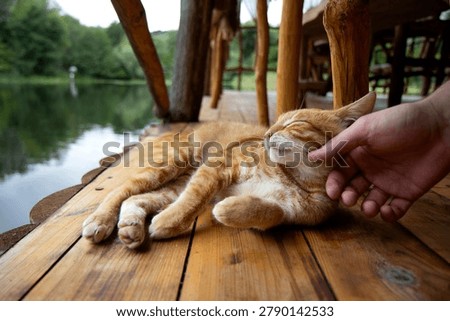 Mans hand stroking cute ginger cat sleeping on wooden pier by lake.