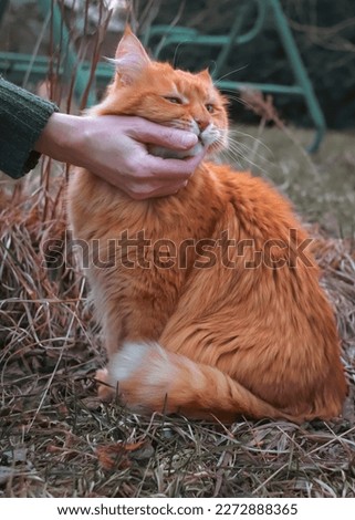 A man's hand is stroking a satisfied red cat. Cat on the street. It is useful to pet a cat. Affectionate animal. Caring for animals. Life outside the city. Be kind to animals. 