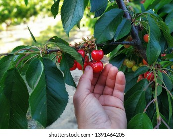 Man's hand taking a cherry from a cherry tree