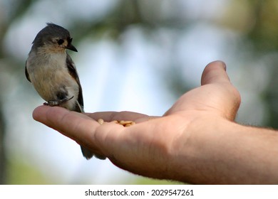 A man's hand that is filled with sunflower seeds. His palm is outstretched and a tufted titmouse is perched on his fingers. The small bird is injured and is cautiously eyeing its savior.