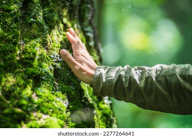 A man's hand touch the tree trunk close-up. Bark wood.Caring for the environment. The ecology concept of saving the world and love nature by human. - Shutterstock ID 2277264641
