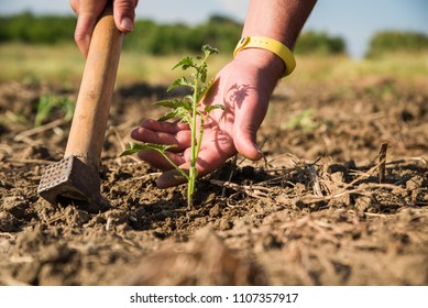Man's hand touching young tomato plant.  - Shutterstock ID 1107357917
