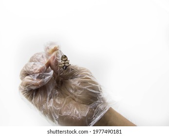 Man's Hand Wearing Clear Plastic Gloves Catch Dead Cockroaches, White Background