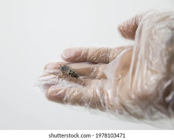 Man's Hand Wearing Clear Plastic Gloves Catch Dead Cockroaches, White Background