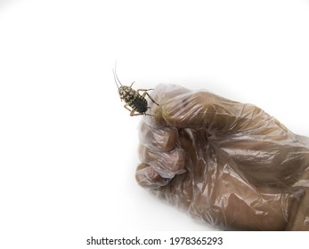 Man's Hand Wearing Clear Plastic Gloves Catch Dead Cockroaches, White Background