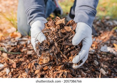 man's hands in gardening gloves are sorting through the chopped wood of trees. Mulching tree trunk circle with wood chips. Organic matter of natural origin