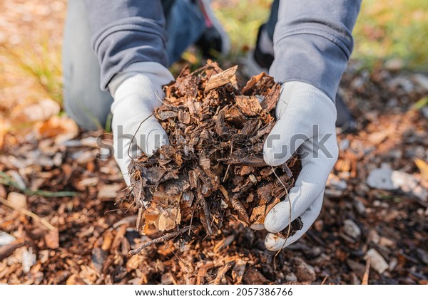 man\'s hands in gardening gloves are\
sorting through the chopped wood of trees. Mulching tree trunk\
circle with wood chips. Organic matter of natural\
origin