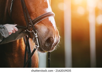 Man's hands in a gray jacket adjust the straps on the bridle worn on the muzzle of a bay horse, illuminated by sunlight on a summer day. Equestrian sports. - Powered by Shutterstock