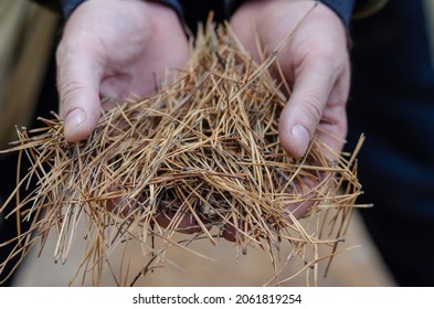 The man's hands hold dry pine needles. Brown fallen leaves of conifers. Outside. Selective focus. - Powered by Shutterstock