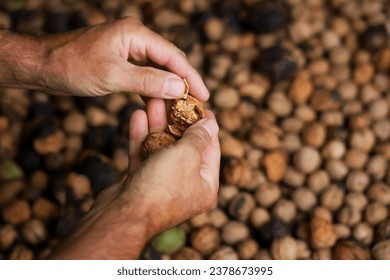 Mans hands manually cracking wallnuts. Selective focus. Top view of manly farmers hands preparing food.