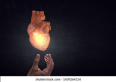 Man`s Hands Showing Anatomical Heart Model. Mixed Media.