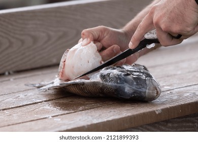 Man's Hands Shown Using A Filet Knife To Clean A Sheepshead Fish To Eat