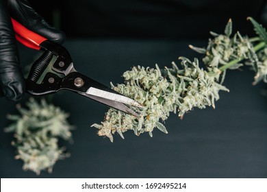 Mans Hands Trimming Marijuana Bud. Growers Trim Cannabis Buds. Harvest Weed Time Has Come. The Sugar Leaves On Buds .