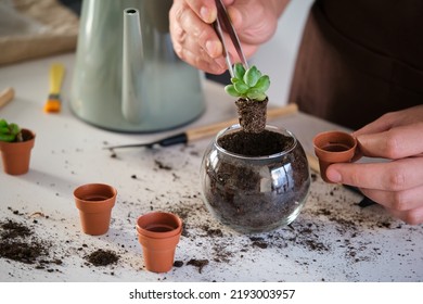 Man's hands using tweezers to repot a mini Pachyphytum compactum, Little Jewel succulent plant. Home gardening. - Powered by Shutterstock