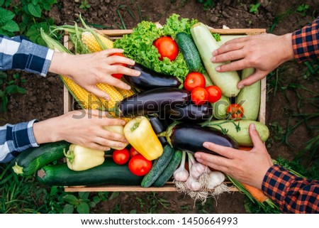 Man's hands and women holding vegetables in the background wooden crate full of vegetables from organic garden. Harvesting homegrown produce. Top view.