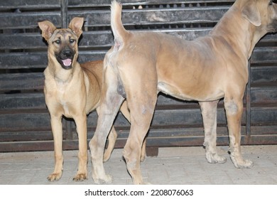 A Man's Most Loyal Friend Is A Dog