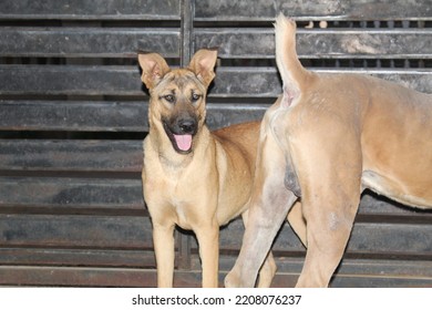 A Man's Most Loyal Friend Is A Dog