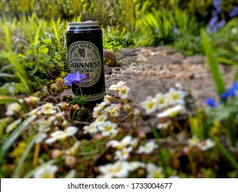 MANSFIELD, UK - MAY 10, ‎2020: A Can Of Guinness Original Irish Stout With Selective Focus In The Middle Of A Blurred, Flower Filled Garden Due To Pub Closures During COVID-19 / Coronavirus Pandemic