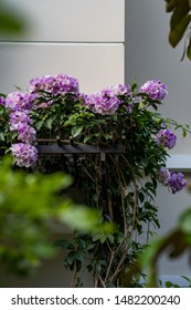 Mansoa Alliacea Or Garlic Vine Growing Up On The Roof 