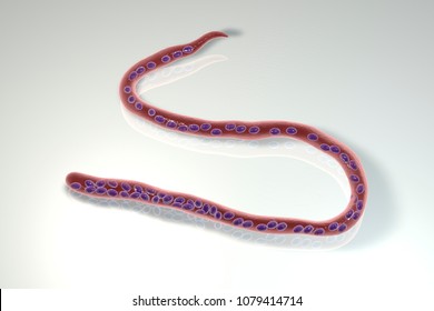 Mansonella ozzardi, a roundworm nematoda that causes serous cavity filariasis and keratitis in humans, 3D illustration showing absence of sheath around the worm and tail nuclei that do not extend to