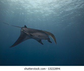 Manta (manta Birostris)