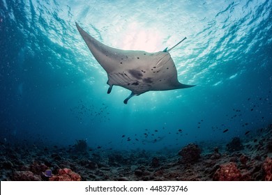 Manta in the blue background while diving maldives