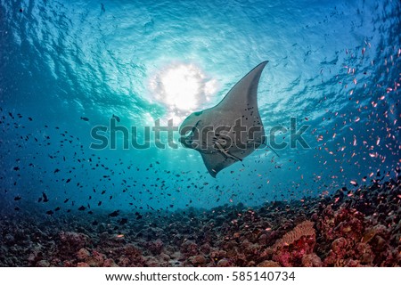 Manta in the blue background while diving maldives
