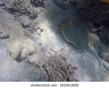 Manta In Coral Reed (Red Sea)