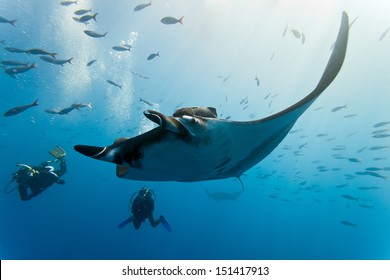 Manta and diver on the blue background