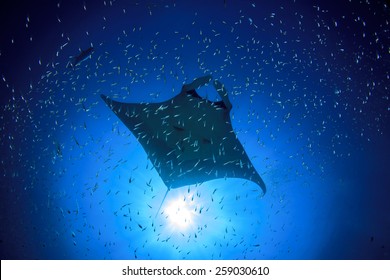 Manta Ray