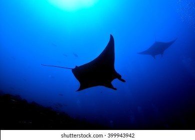 Manta Ray