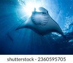 Manta Ray with ambient light