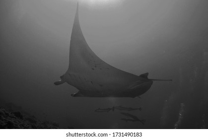 Manta Ray In Arabian Sea, Baa Atoll, Maldives, Underwater Photograph