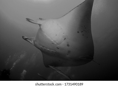 Manta Ray In Arabian Sea, Baa Atoll, Maldives, Underwater Photograph