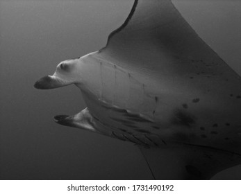 Manta Ray In Arabian Sea, Baa Atoll, Maldives, Underwater Photograph