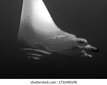 Manta Ray In Arabian Sea, Baa Atoll, Maldives, Underwater Photograph