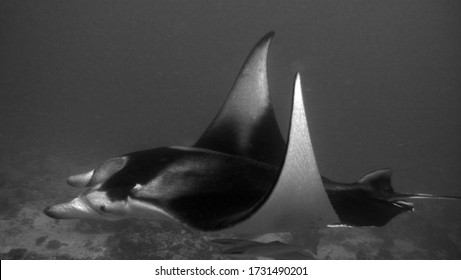 Manta Ray In Arabian Sea, Baa Atoll, Maldives, Underwater Photograph