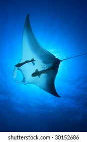 Manta Ray (Manta Birostris)