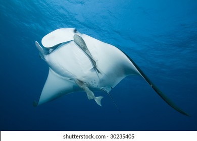 Manta Ray (Manta Birostris)