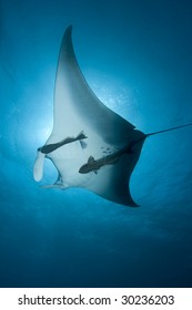 Manta Ray  (Manta Birostris)