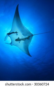 Manta Ray (Manta Birostris)