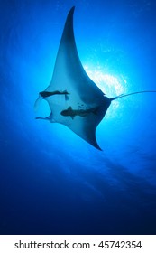 Manta Ray (Manta Birostris)