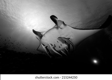 Manta Ray In Black And White In Maldives