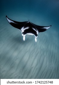 Manta Ray cruising in search of food on the Ningaloo Reef, Western Australia