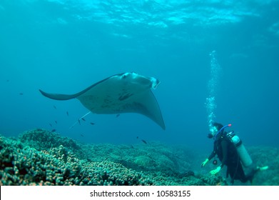 Manta Ray And Diver