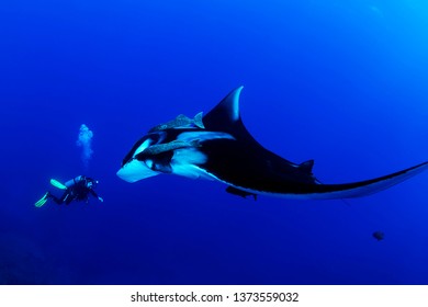 Manta Ray And Diver In Socorro Islands