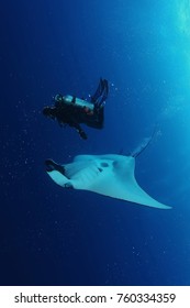 Manta Ray Diving Underwater Galapagos Islands Pacific Ocean