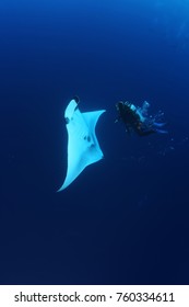 Manta Ray Diving Underwater Galapagos Islands Pacific Ocean