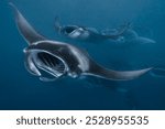 Manta Ray Feeding Frenzy in Hanifaru Bay - Maldives