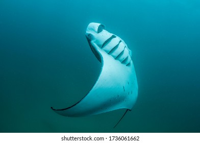 Manta Ray Feeding On Plankton, Hanifaru Bay, Maldives.